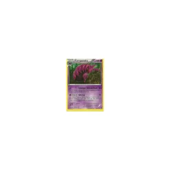 Cerapendra 053/146